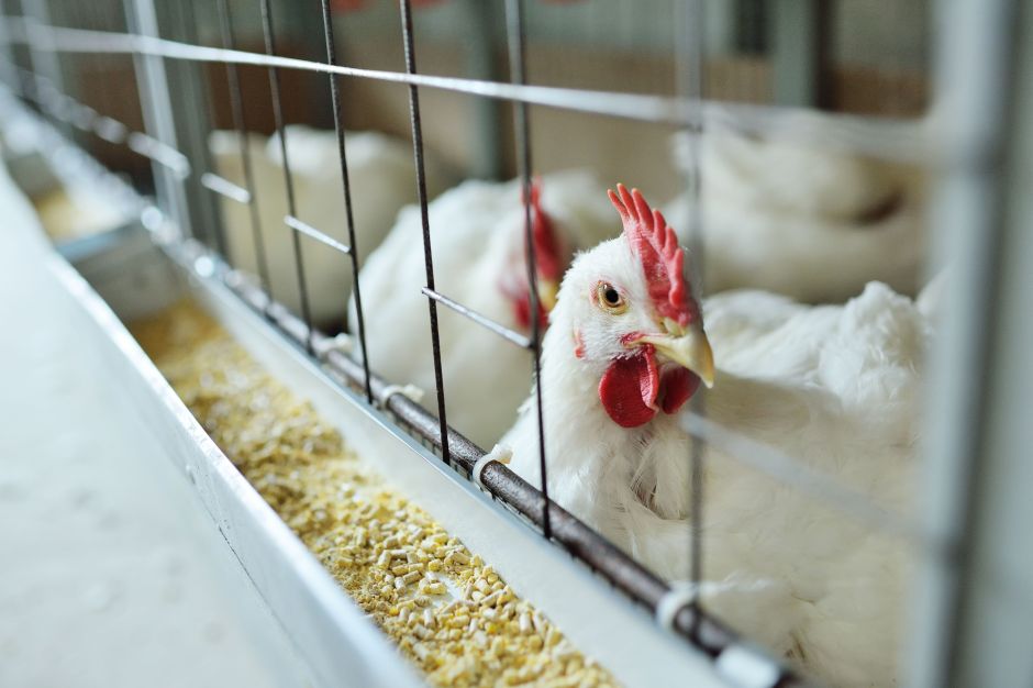 Governo Tomou Decisões Adequadas no Manejo da Gripe Aviária, Afirmam Especialistas da Farsul