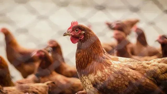 Suspensão da Importação de Frango Brasileiro: Coreia do Sul, Canadá e África do Sul Agem Juntas