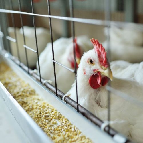 Governo Tomou Decisões Adequadas no Manejo da Gripe Aviária, Afirmam Especialistas da Farsul