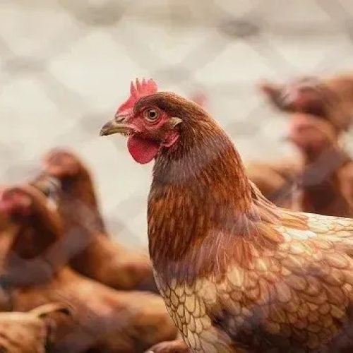 Suspensão da Importação de Frango Brasileiro: Coreia do Sul, Canadá e África do Sul Agem Juntas
