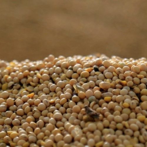 Mercado de Soja dos EUA Celebra Acordo e Fica Atento às Vendas do Brasil